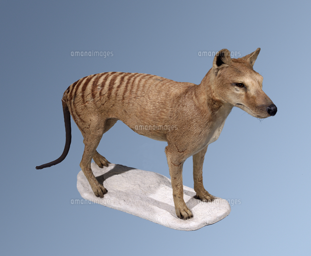 フクロオオカミ 絶滅種 の標本 の写真素材 イラスト素材 アマナイメージズ