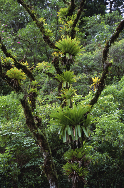 大西洋岸降雨林の中で樹木に着生するインコアナナスの仲間 フリ の写真素材 イラスト素材 アマナイメージズ 大西洋岸降雨林の中で樹木に着生するインコアナナスの仲間 フリ の写真素材 イラスト素材 アマナイメージズ