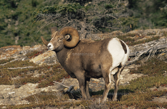 オオツノヒツジ ビッグホーン のオス の写真素材 イラスト素材 アマナイメージズ
