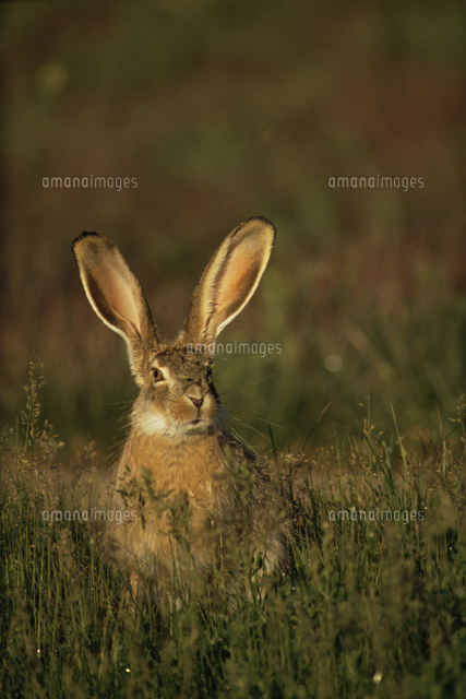 草むらから顔を出すオグロジャックウサギ の写真素材 イラスト素材 アマナイメージズ