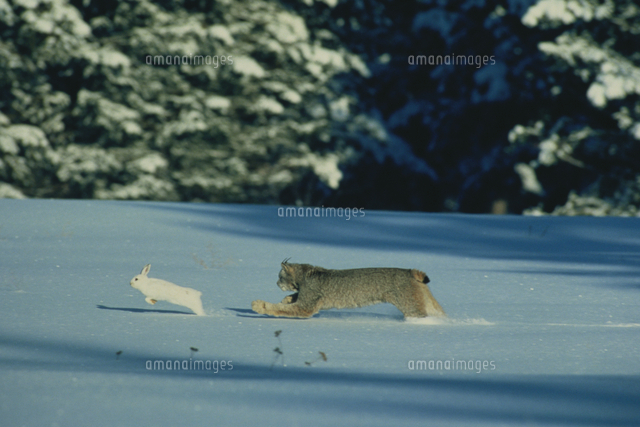 雪原のカナダリンクス カンジキウサギを追いかける の写真素材 イラスト素材 アマナイメージズ