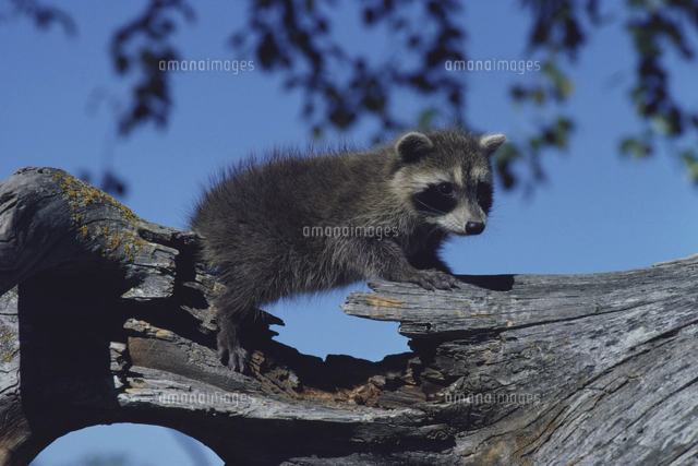アライグマの親子[32239000032]の写真・イラスト素材｜アマナイメージズ