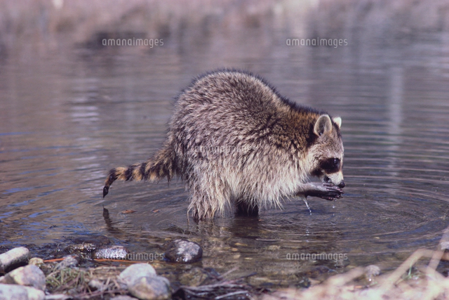 アライグマの親子[32239000032]の写真・イラスト素材｜アマナイメージズ