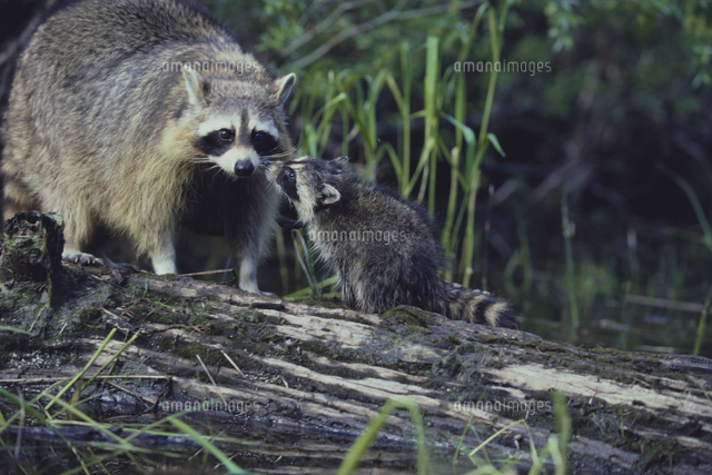 アライグマの親子[32239000032]の写真・イラスト素材｜アマナイメージズ