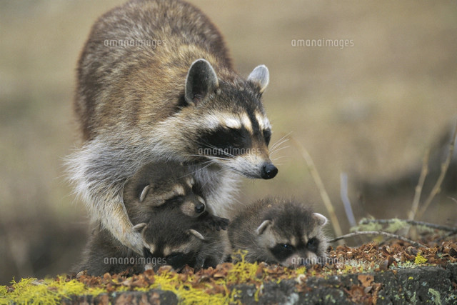 アライグマの親子[32239000032]の写真・イラスト素材｜アマナイメージズ