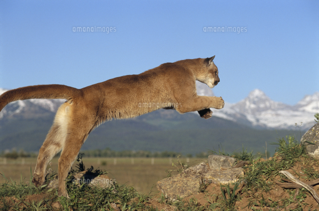ピューマ マウンテンライオン 跳ぶ の写真素材 イラスト素材 アマナイメージズ