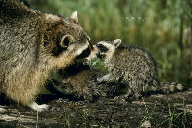 アライグマ親子の骨董品 アライグマの親子 洗う[32239000218]の写真・イラスト素材｜アマナ