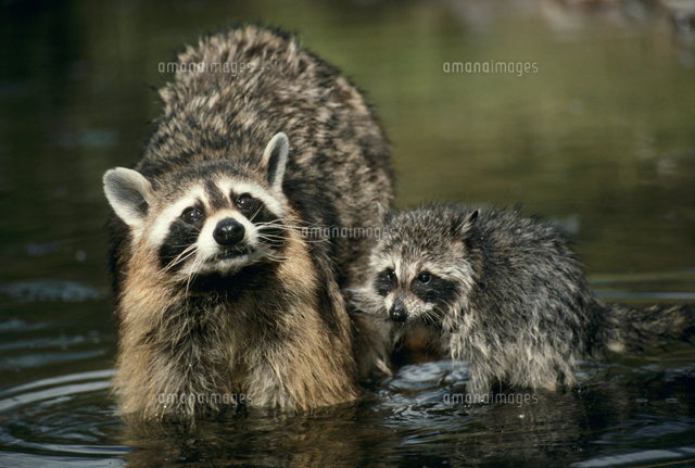 池の中のアライグマの親子[32239000217]の写真・イラスト素材｜アマナ