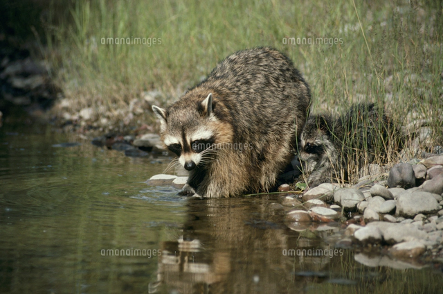 アライグマの親子[32239000190]の写真・イラスト素材｜アマナイメージズ