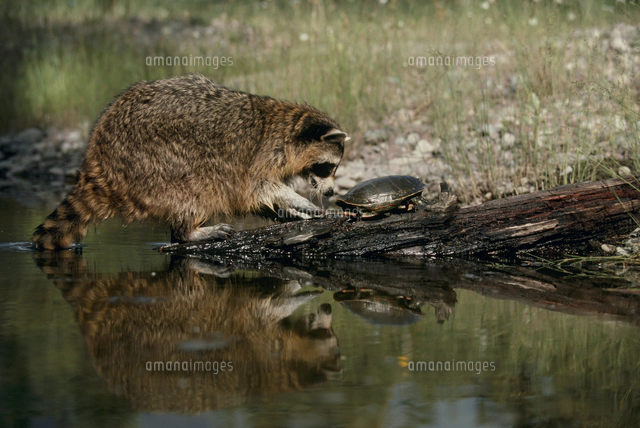 アライグマの親子[32239000190]の写真・イラスト素材｜アマナイメージズ