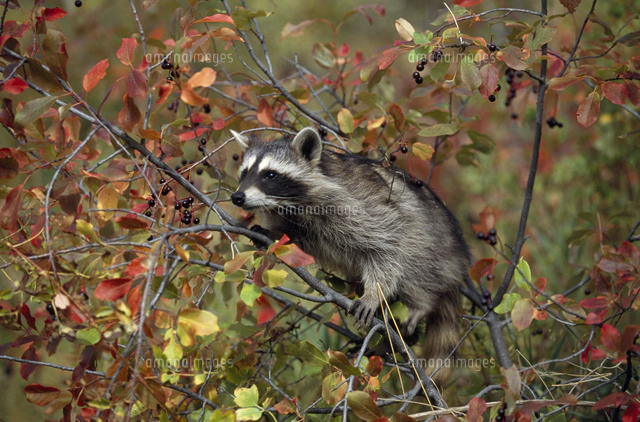 アライグマの親子[32239000190]の写真・イラスト素材｜アマナイメージズ