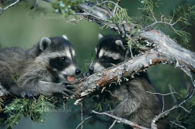 アライグマの親子[32239000190]の写真・イラスト素材｜アマナイメージズ