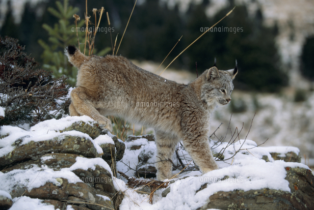 高品質 カナダオオヤマネコ 頭骨（CITESコピー付） 【公式通販】