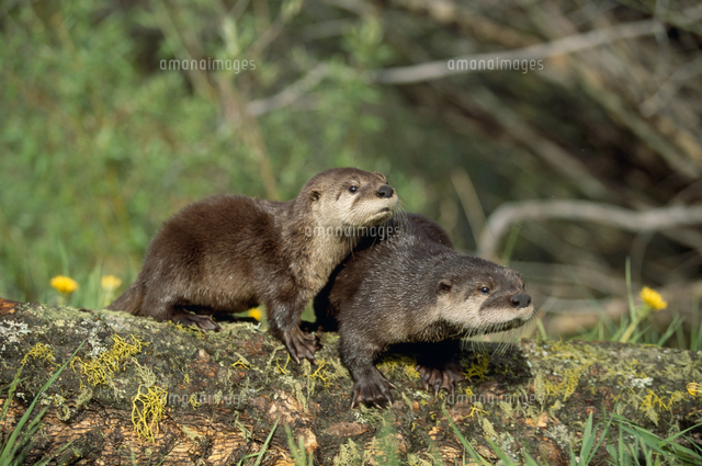 カナダカワウソの若い個体 遊ぶ[32239000267]の写真・イラスト素材