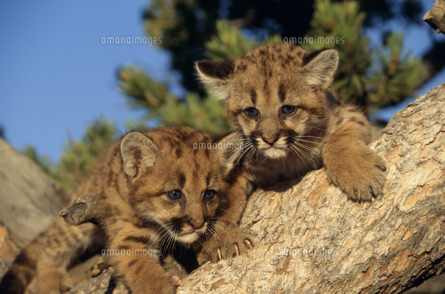 ピューマ（マウンテンライオン）の子 樹上で[32239000352]の写真