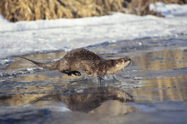 川を渡るカナダカワウソ 冬 の写真素材 イラスト素材 アマナイメージズ