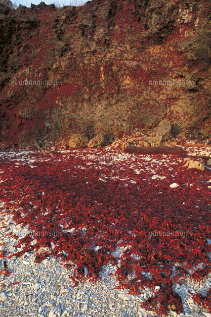 海に放仔後、崖を登るレッドクラブ（アカガニ）の大群[32240000220]の