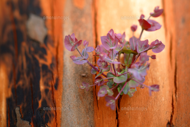 山火事の後 再生するユーカリの仲間 の写真素材 イラスト素材 アマナイメージズ