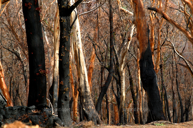 山火事の後 再生するユーカリの仲間 の写真素材 イラスト素材 アマナイメージズ