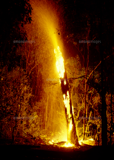 燃える樹