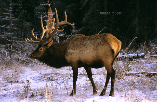 立派な角を持つワピチ（エルク）のオス[32240000365]の写真・イラスト