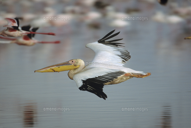飛ぶモモイロペリカン の写真素材 イラスト素材 アマナイメージズ