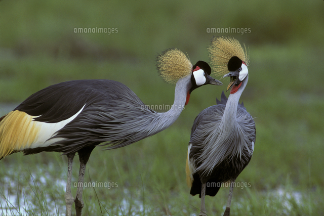 ホオジロカンムリヅルのつがい の写真素材 イラスト素材 アマナイメージズ