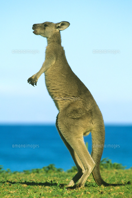 立つオオカンガルーのオス の写真素材 イラスト素材 アマナイメージズ 立つオオカンガルーのオス の写真素材 イラスト素材 アマナイメージズ