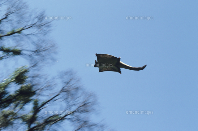 飛ぶオオフクロモモンガ の写真素材 イラスト素材 アマナイメージズ