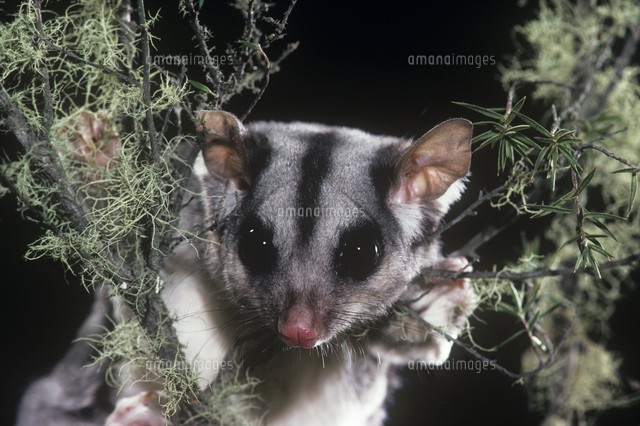 オブトフクロモモンガ の写真素材 イラスト素材 アマナイメージズ