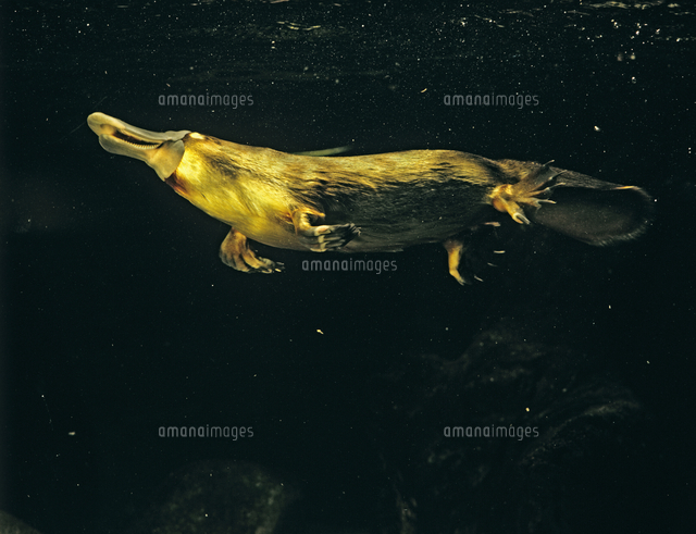 泳ぐカモノハシ[32240000879]の写真・イラスト素材｜アマナイメージズ