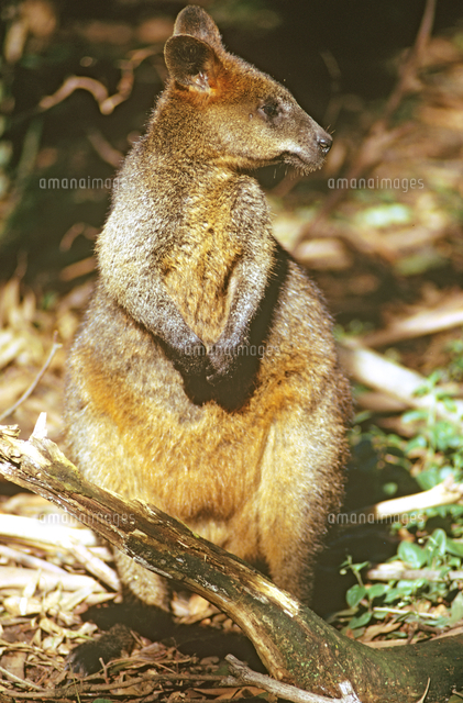 オグロワラビー の写真素材 イラスト素材 アマナイメージズ