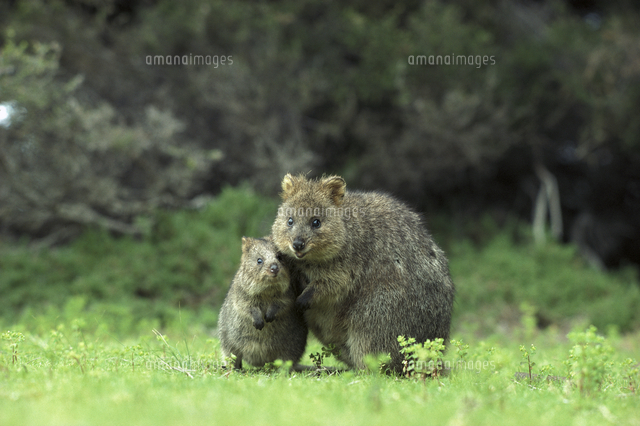 クアッカワラビーの親子 の写真素材 イラスト素材 アマナイメージズ