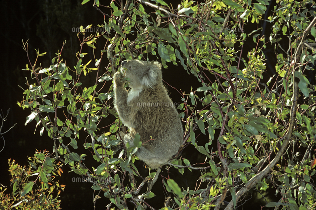 ユーカリの葉を食べるコアラ の写真素材 イラスト素材 アマナイメージズ