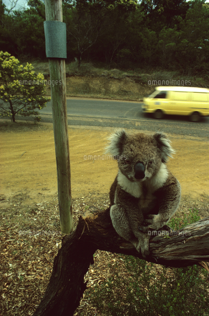 幹の上にすわるコアラ の写真素材 イラスト素材 アマナイメージズ 幹の上にすわるコアラ の写真素材 イラスト素材 アマナイメージズ