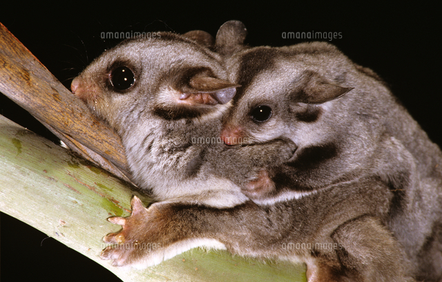 フクロモモンガの親子 の写真素材 イラスト素材 アマナイメージズ