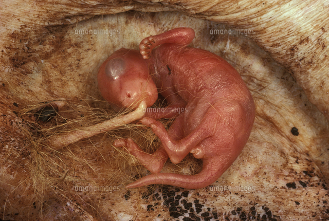 母の乳首につながった育児嚢の中のカンガルーの子 生後4 5週間 の写真素材 イラスト素材 アマナイメージズ