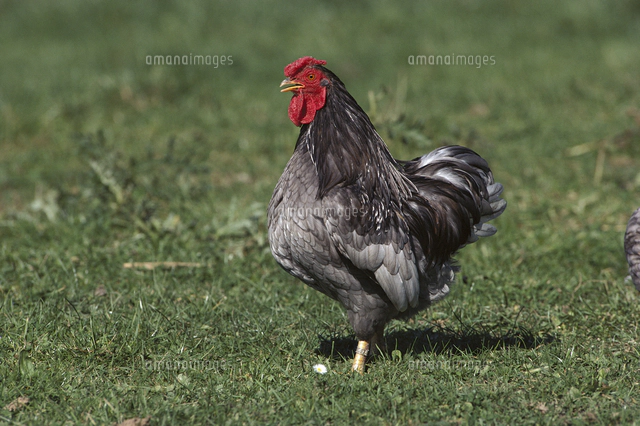 ニワトリ（サセックス種、トリコロール） メス[32240001584]の写真