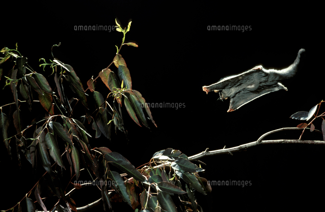 飛ぶフクロモモンガ の写真素材 イラスト素材 アマナイメージズ
