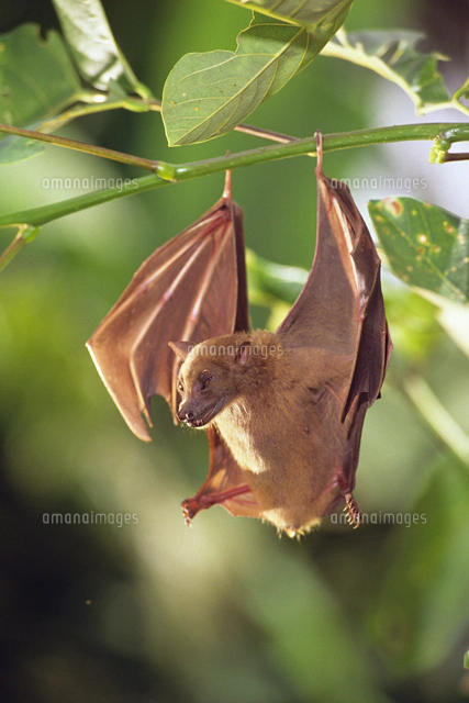 ニューギニアケナシフルーツコウモリ[32240001813]の写真・イラスト
