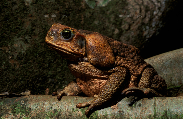 オオヒキガエル の写真素材 イラスト素材 アマナイメージズ