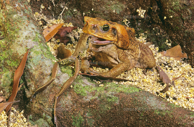 アマガエルを食べるオオヒキガエル の写真素材 イラスト素材 アマナイメージズ