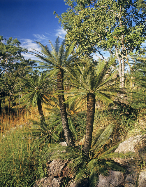 【希少】Cycas calcicola サイカス　カルキコラ Cycas_calcicola_25392_m.jpg
