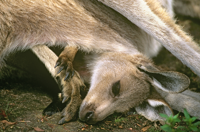 オオカンガルー の写真素材 イラスト素材 アマナイメージズ