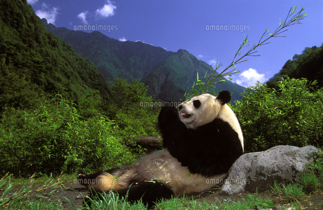 寝転びながら食べるジャイアントパンダ の写真素材 イラスト素材 アマナイメージズ