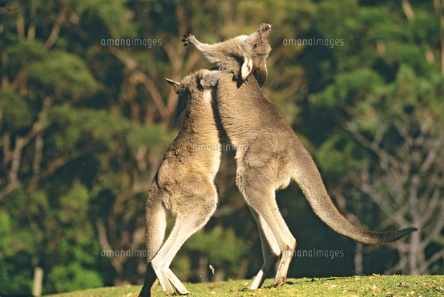 走るオオカンガルー の写真素材 イラスト素材 アマナイメージズ