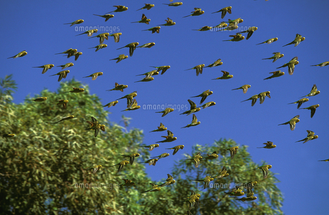 セキセイインコ 飛ぶ の写真素材 イラスト素材 アマナイメージズ