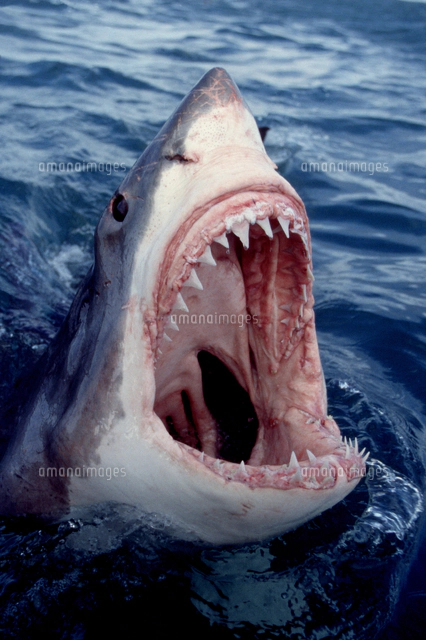 人食いザメの写真素材 ストックフォト アマナイメージズ