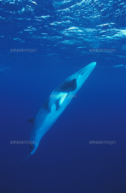 海面に浮上するミンククジラ の写真素材 イラスト素材 アマナイメージズ