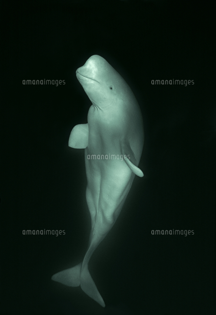 白く浮かび上がるシロイルカ（ベルーガ）[32242000075]の写真